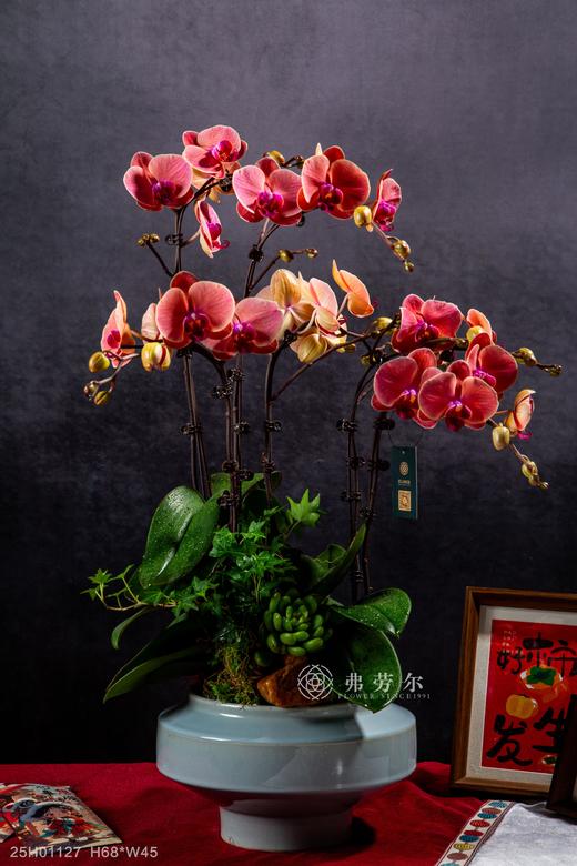 蛇翔四海 商品图0