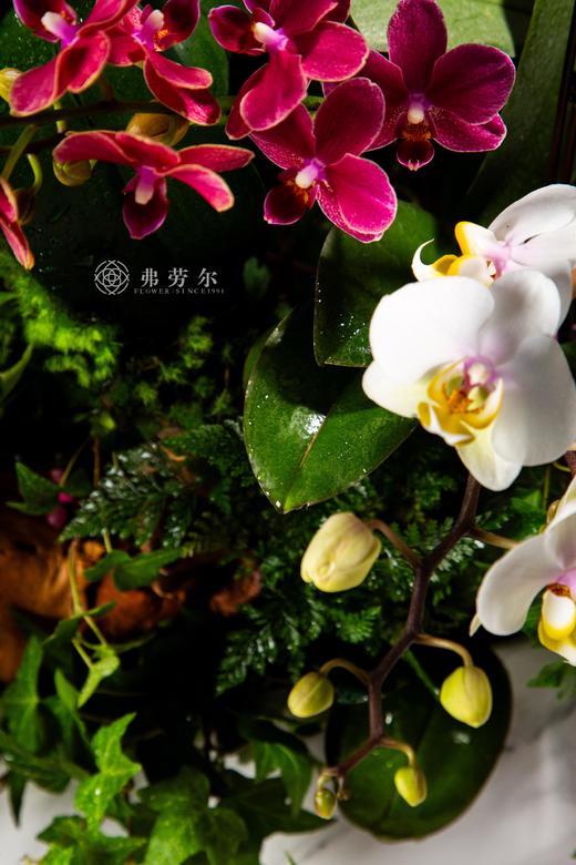 蛇光璀璨 商品图4