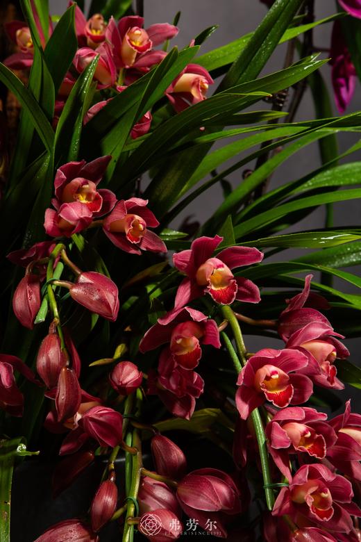 蛇行福路阔 商品图5