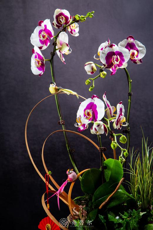 画蛇添福 商品图1