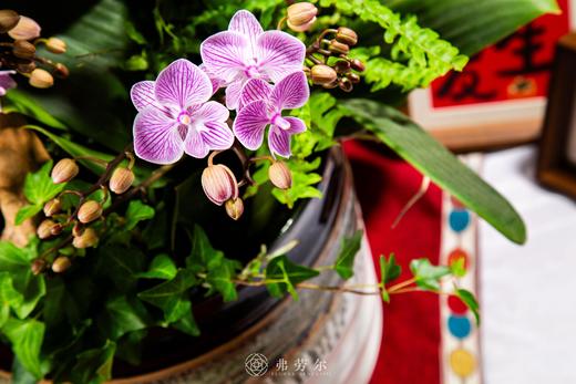 福蛇迎祥 商品图3