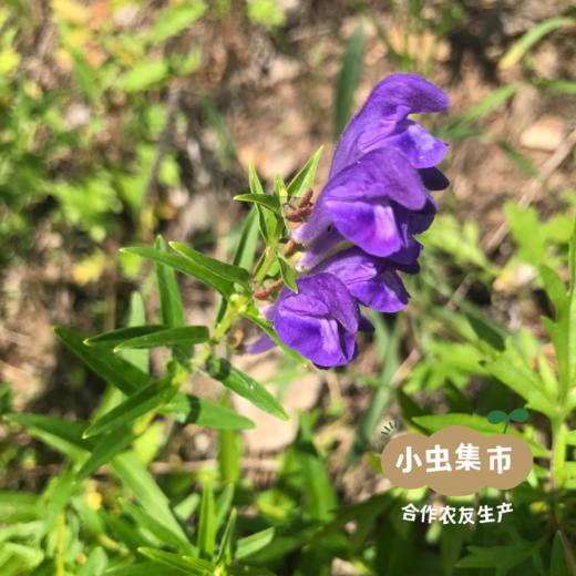 野生黄芩茶 25g/包 | 合作农友生产，产自黑龙江大兴安岭，生产者：柳树 &【公平贸易农人定价】 商品图2