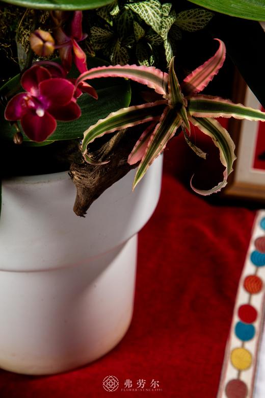 蛇跃星空 商品图1