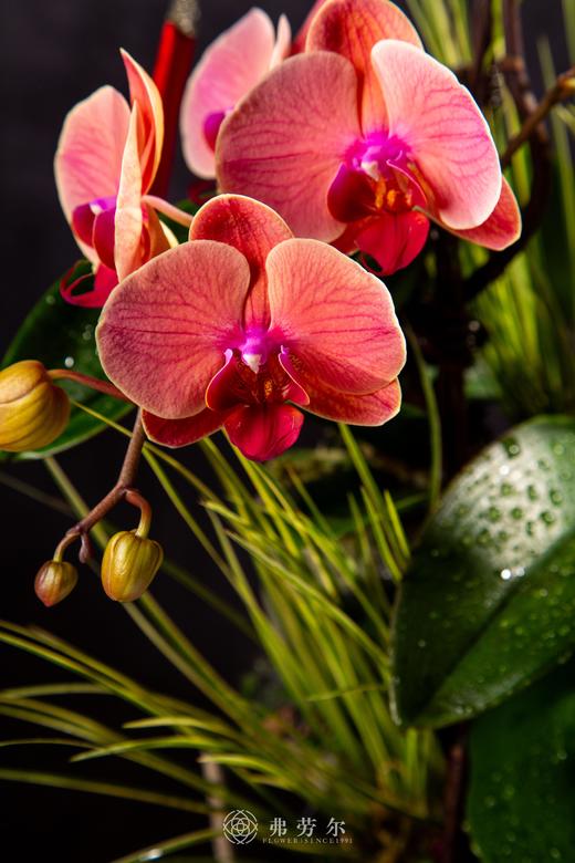 祥蛇祈福 商品图2