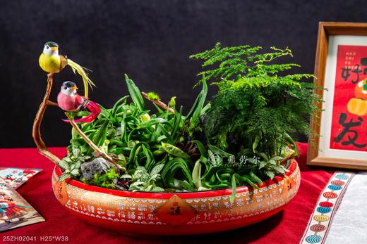 25年 年宵花 组合植物--水仙 商品图1