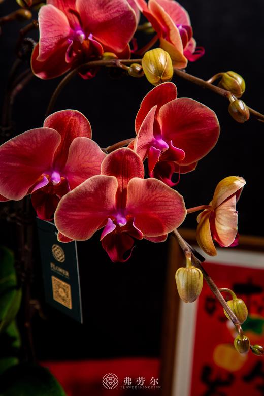 蛇翔四海 商品图1