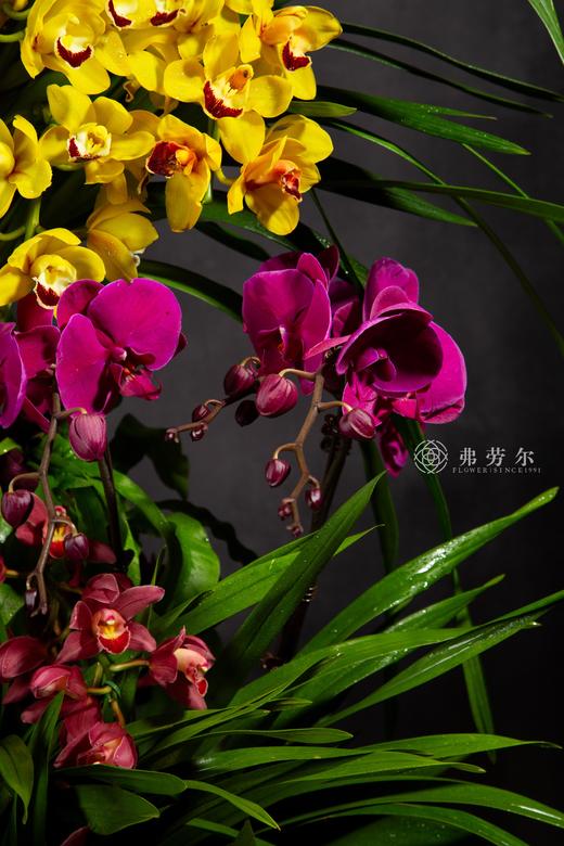 蛇行福路阔 商品图4