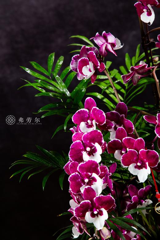 吉蛇赐福 商品图2