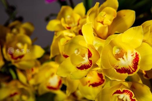 家和万事兴 商品图6