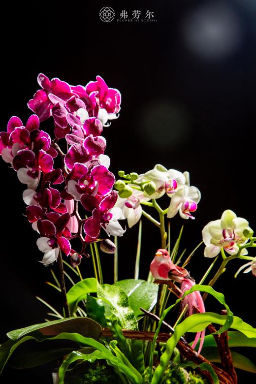 福蛇送安 商品图2