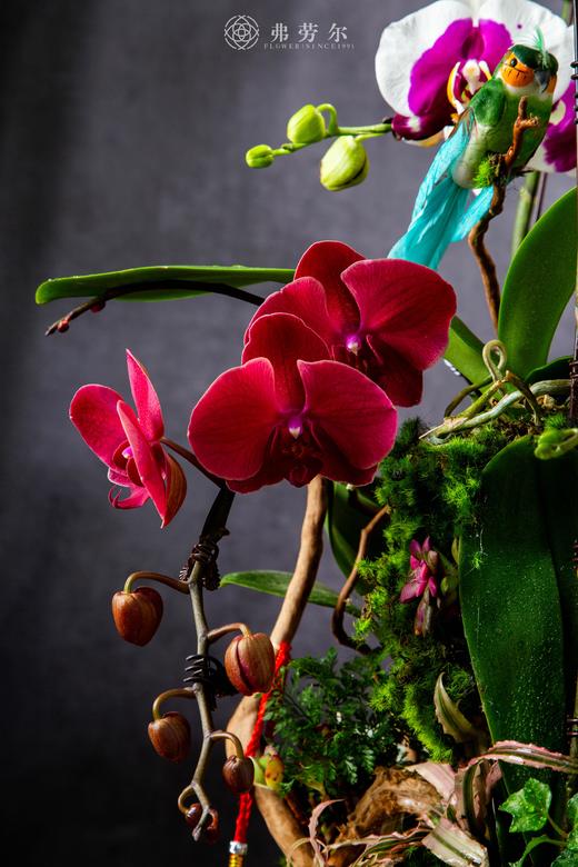 蛇迎新章 商品图3