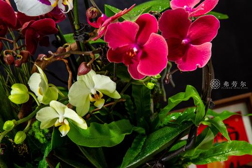 蛇迎新章 商品图2