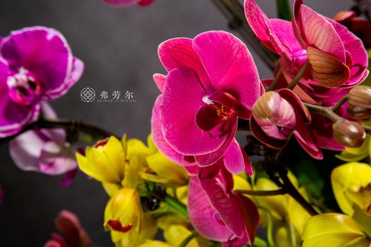 金蛇吟福韵 商品图3