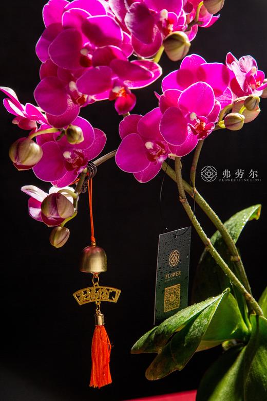 瑞蛇健宁 商品图2