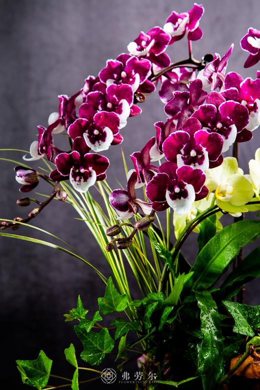 蛇携新象 商品图2