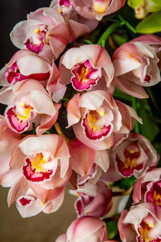 蛇年添瑞象 商品图2