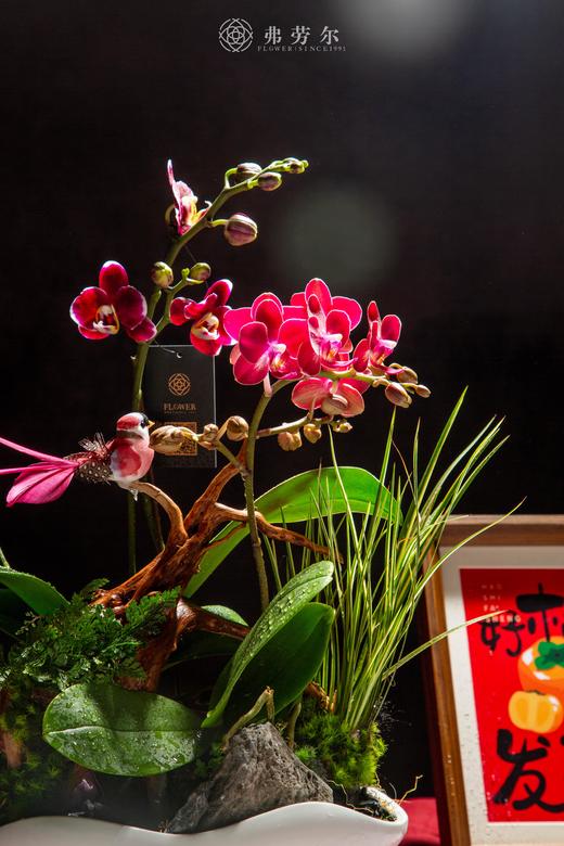 蛇佑安康 商品图1