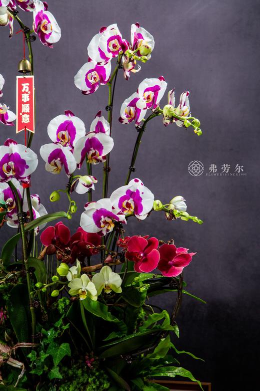 蛇迎新章 商品图1