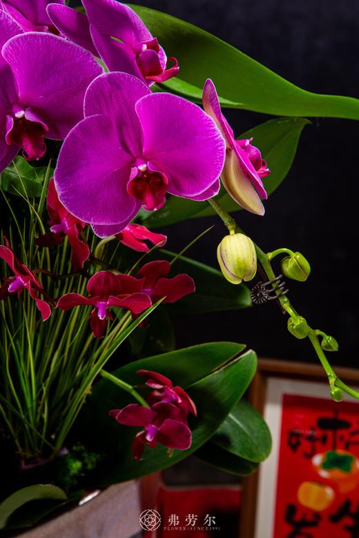 蛇跻新程 商品图2