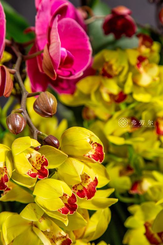 金蛇吟福韵 商品图2