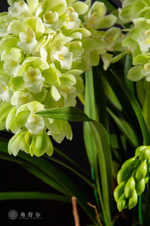 祥蛇迎福瑞 商品图1