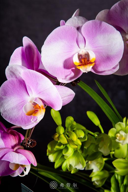 银蛇添喜气 商品图2