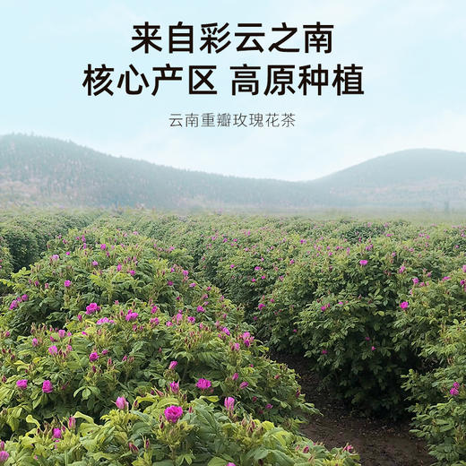 【冬季滋补】杞里香40g罐装墨红玫瑰云南重瓣红玫瑰香气浓郁，花大色艳，瓣多瓣厚，花青素营养 商品图2