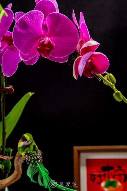 蛇影流金 商品图2