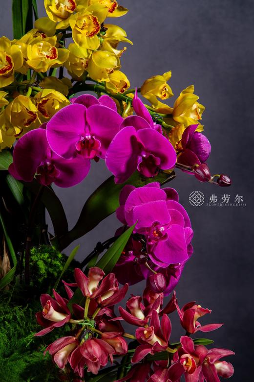 蛇舞祥风起 商品图2