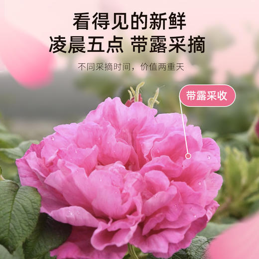 【冬季滋补】杞里香40g罐装墨红玫瑰云南重瓣红玫瑰香气浓郁，花大色艳，瓣多瓣厚，花青素营养 商品图4