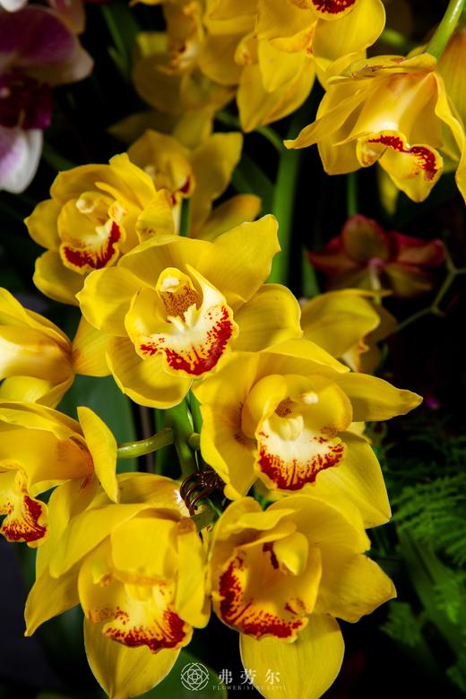 蛇舞祥风起 商品图3