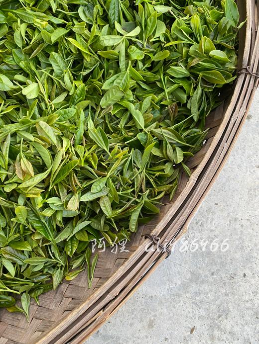 崂山绿茶 碧螺春工艺 阿狸自家茶园采摘 江北名茶 高档品质茶 商品图1
