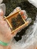 崂山绿茶 碧螺春工艺 阿狸自家茶园采摘 江北名茶 高档品质茶 商品缩略图4