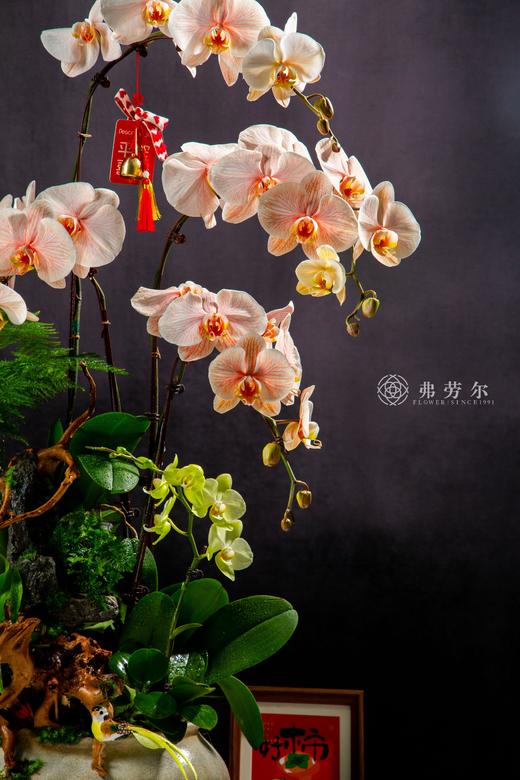 蛇盘聚宝 商品图1