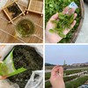 崂山绿茶 碧螺春工艺 阿狸自家茶园采摘 江北名茶 高档品质茶 商品缩略图0