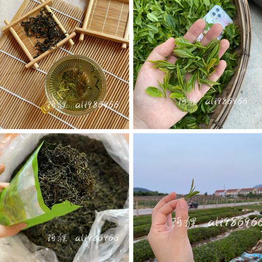 崂山绿茶 碧螺春工艺 阿狸自家茶园采摘 江北名茶 高档品质茶 商品图0