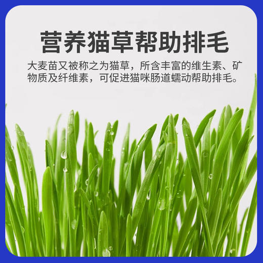 玲宠化毛球片猫草片鱼油片吐毛球猫咪专用滋养毛发化毛片维生素 商品图4