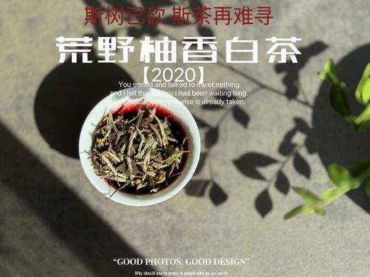 【会员推荐】2020荒野柚香白茶，那股奇特柚香，是太姥山上从未绽放过的，清奇隽秀之姿，清雅秀丽之态！ 商品图1