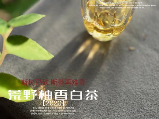 【会员推荐】2020荒野柚香白茶，那股奇特柚香，是太姥山上从未绽放过的，清奇隽秀之姿，清雅秀丽之态！ 商品图5