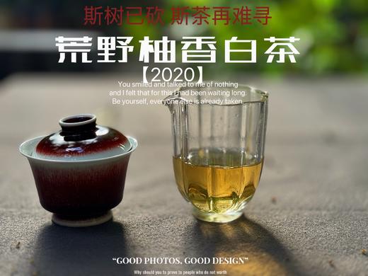 【会员推荐】2020荒野柚香白茶，那股奇特柚香，是太姥山上从未绽放过的，清奇隽秀之姿，清雅秀丽之态！ 商品图3