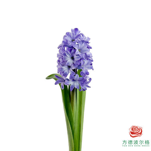 【星荷风信子】星梦（3枝/扎） 商品图5