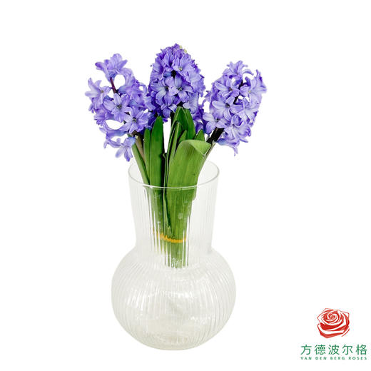 【星荷风信子】星梦（3枝/扎） 商品图6