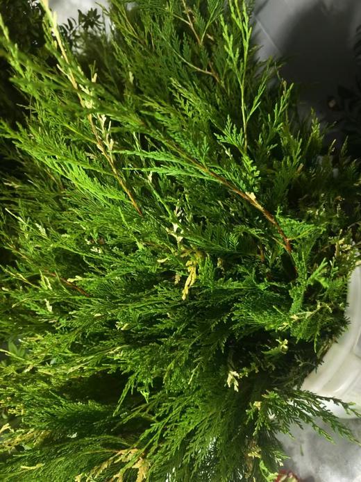 金线柏 商品图1