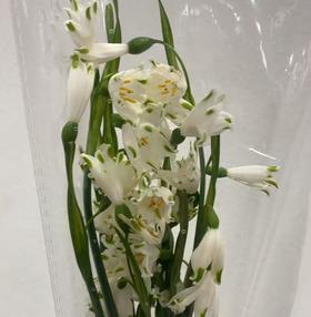 配花 | 国产雪片莲