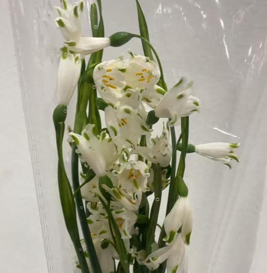 配花 | 国产雪片莲 商品图0