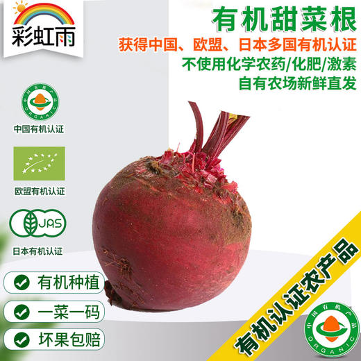 彩虹雨有机农场 有机蔬菜 红根甜菜 甜菜根500g欧盟认证 商品图0