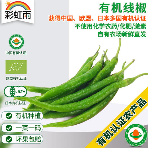 彩虹雨 有机蔬菜 有机线椒250g 欧盟认证满百包邮 商品图0