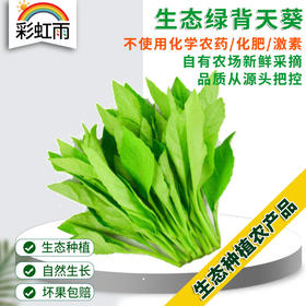 绿背天葵白子菜 生态蔬菜 彩虹雨蔬菜250g 北京农场配送京津冀满百包邮