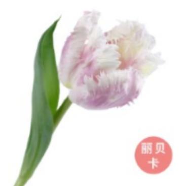 国产郁金香｜丽贝卡 【【如运输过程中出现黄叶不售后，介意慎拍】 商品图1