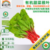彩虹雨 有机蔬菜 现摘 新鲜有机甜菜根叶250g欧盟认证  彩虹雨 商品缩略图0